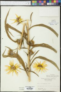 Helianthus maximiliani image