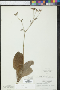 Elephantopus tomentosus image