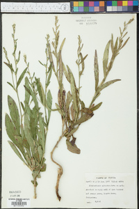 Elephantopus spicatus image