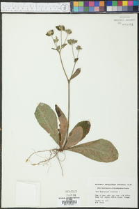 Elephantopus tomentosus image