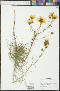 Helianthus salicifolius image