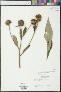 Helianthus resinosus image