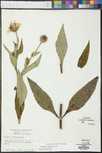 Helianthus resinosus image