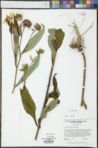 Helianthus resinosus image