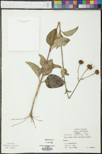 Helianthus silphioides image