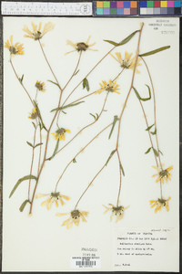 Helianthus simulans image