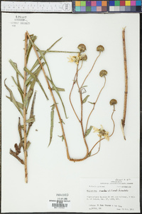 Helianthus simulans image