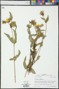 Helianthus strumosus image