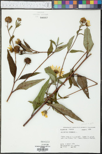 Helianthus strumosus image