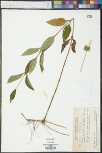 Helianthus strumosus image