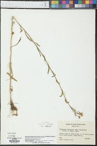 Erigeron strigosus var. beyrichii image