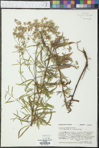 Eupatorium hyssopifolium image