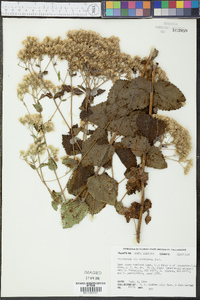 Eupatorium cordigerum image