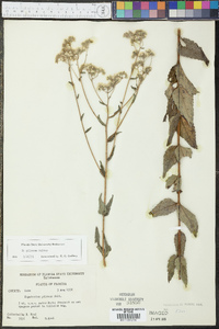 Eupatorium pilosum image