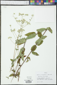 Eupatorium pilosum image