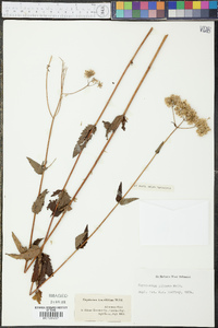 Eupatorium pilosum image