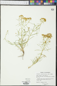 Flaveria oppositifolia image