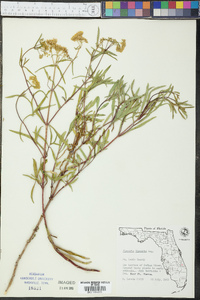 Flaveria linearis image