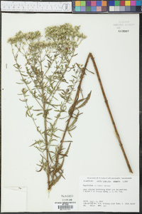 Eupatorium mohrii image