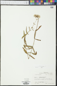 Eupatorium leucolepis image