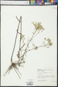 Eupatorium leucolepis image