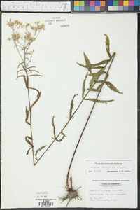 Eupatorium leucolepis image