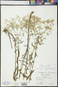 Eupatorium leucolepis image