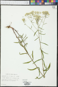 Eupatorium leucolepis image