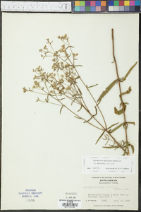 Eupatorium leucolepis image