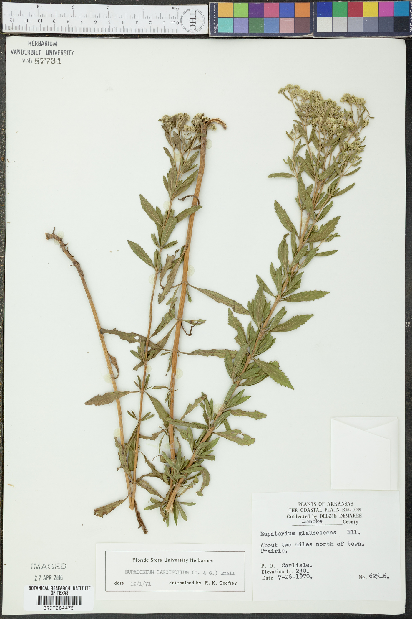 Eupatorium lancifolium image