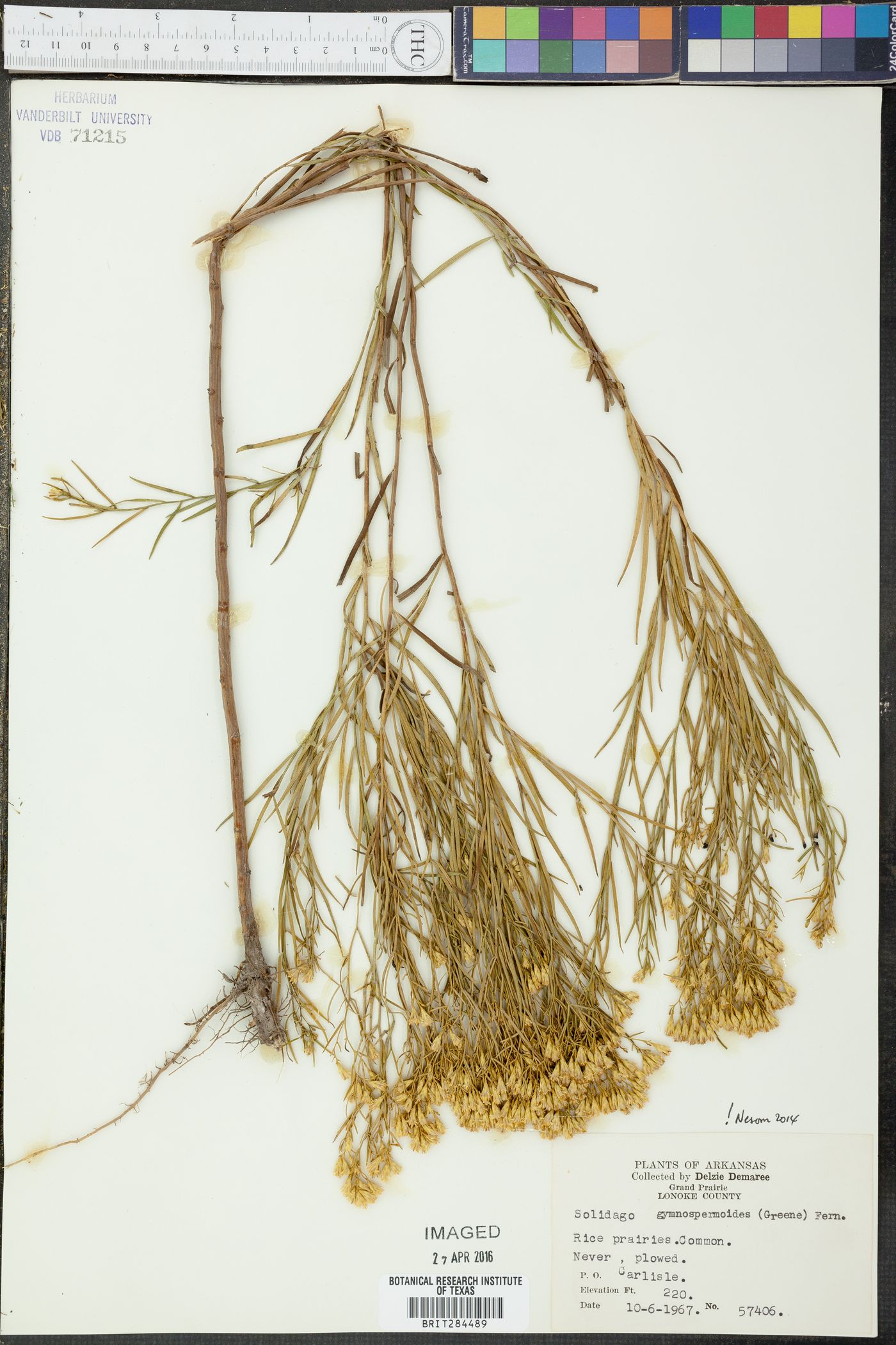 Euthamia gymnospermoides image