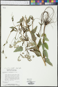 Eupatorium pilosum image