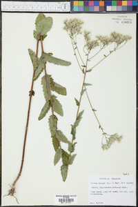 Eupatorium pilosum image