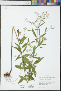 Eupatorium semiserratum image