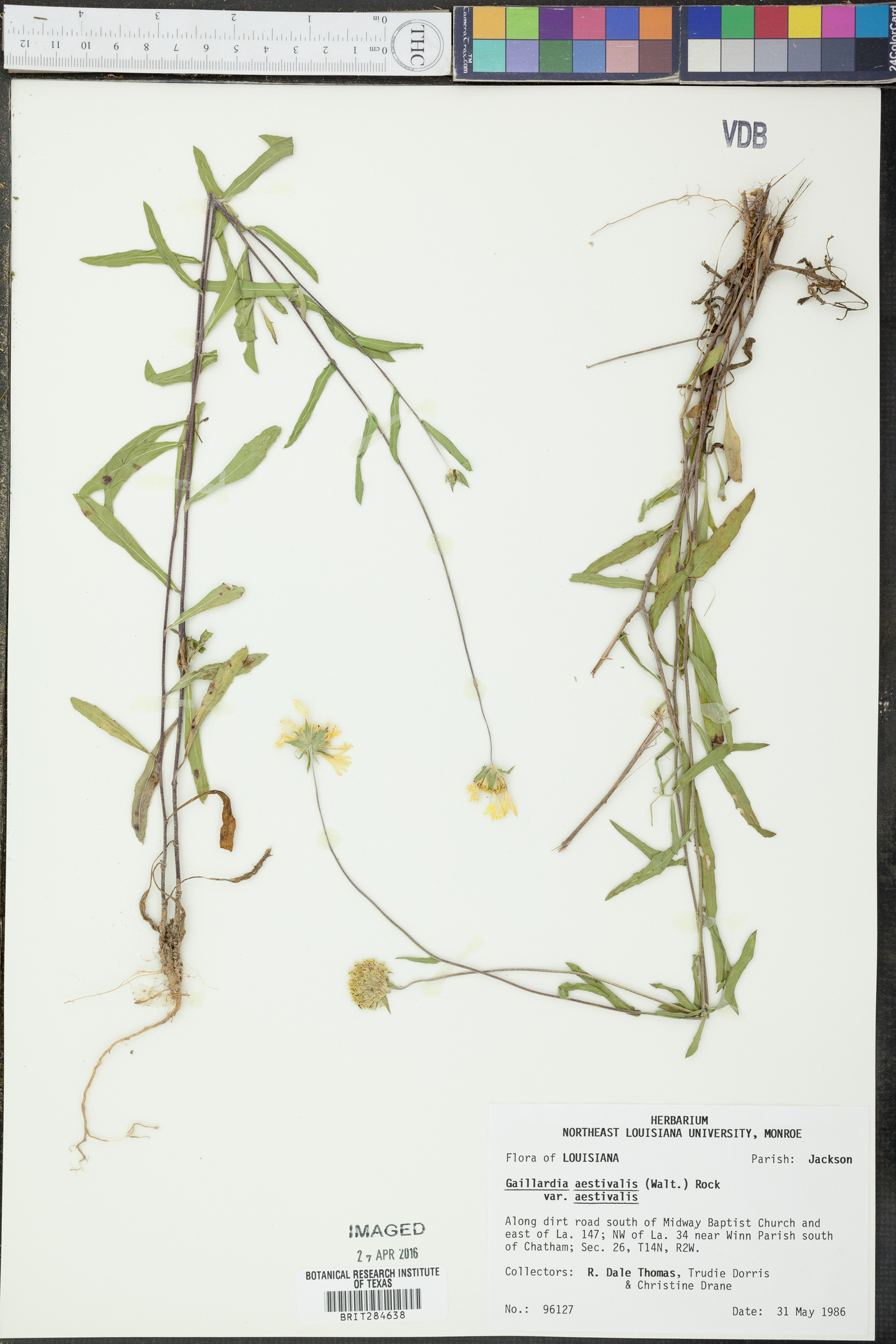 Gaillardia aestivalis var. aestivalis image