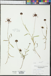 Gaillardia aestivalis image