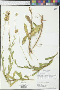 Gaillardia aestivalis var. flavovirens image