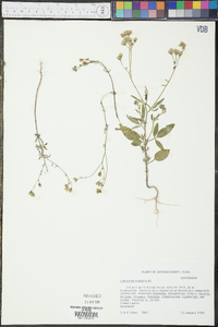 Florestina tripteris image