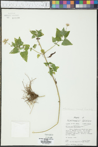 Fleischmannia incarnata image