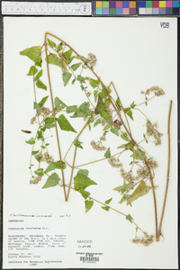 Fleischmannia incarnata image