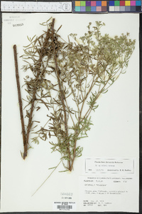 Eupatorium mohrii image