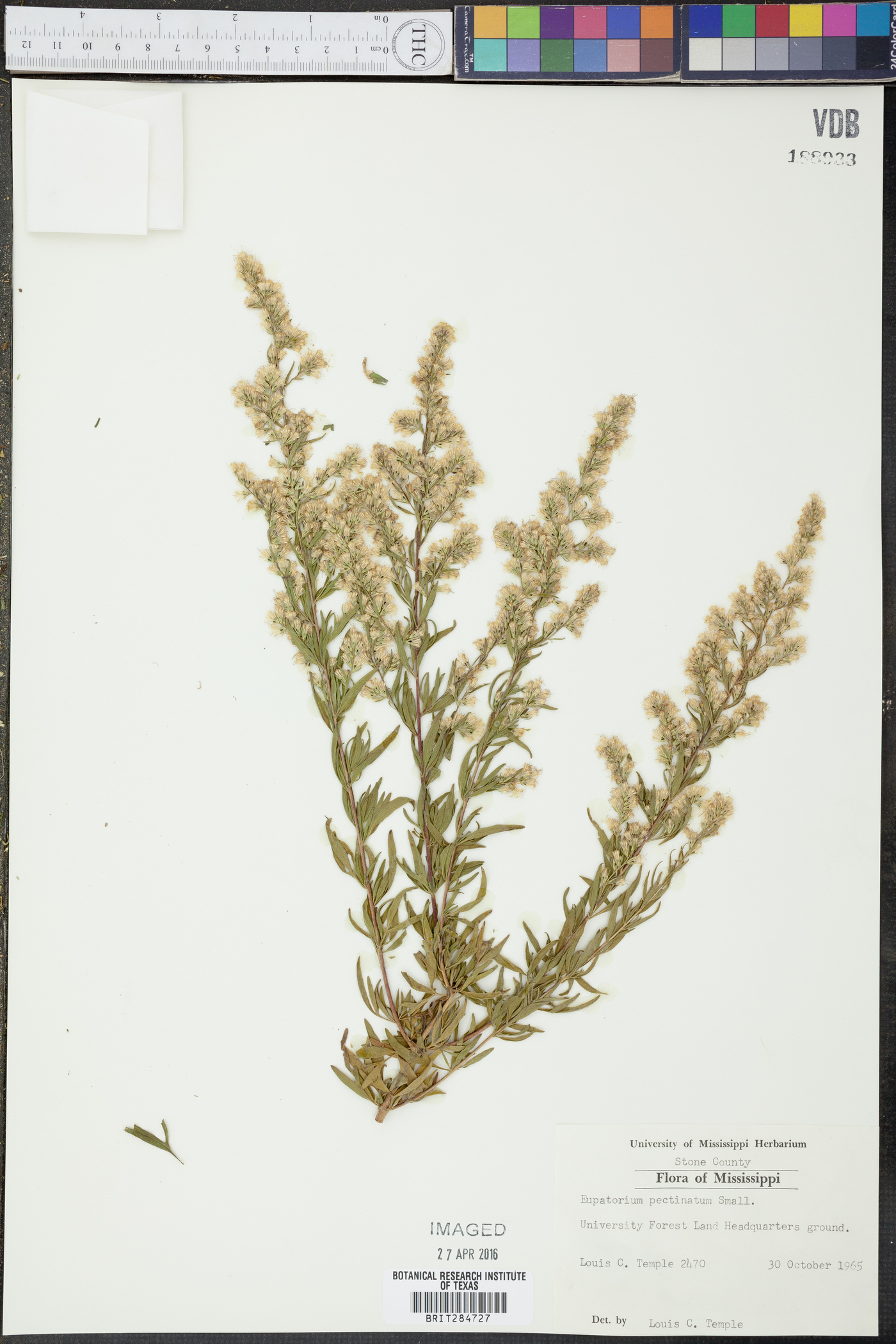 Eupatorium pectinatum image