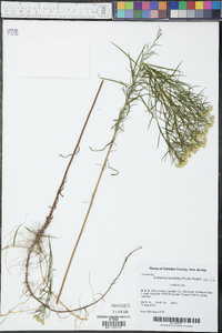 Euthamia tenuifolia image