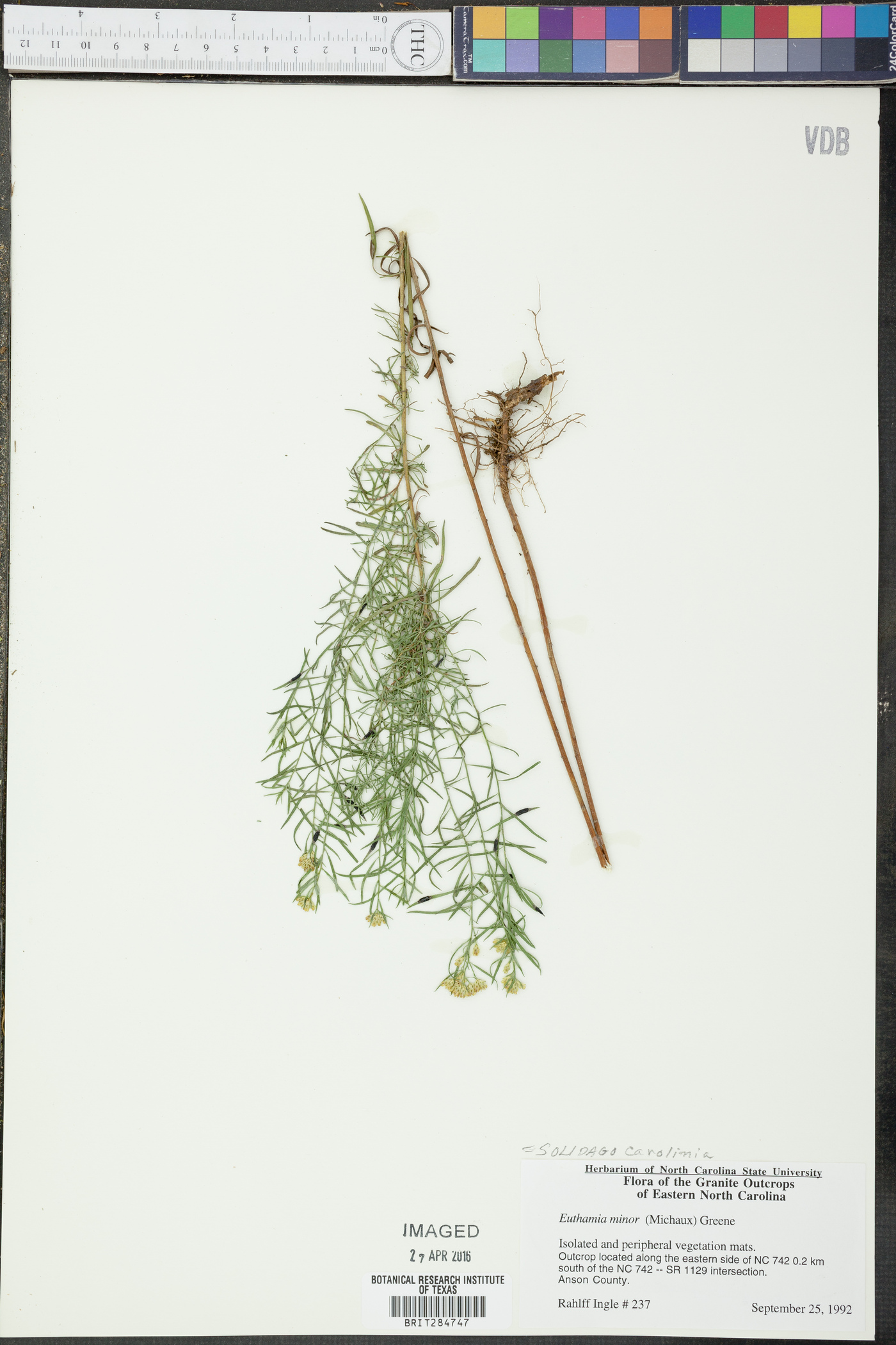 Solidago caroliniana image