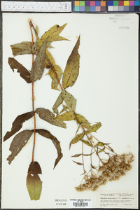 Eupatorium sessilifolium var. brittonianum image