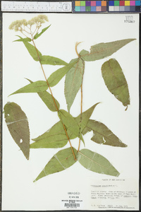 Eupatorium sessilifolium image