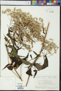 Eupatorium sessilifolium image