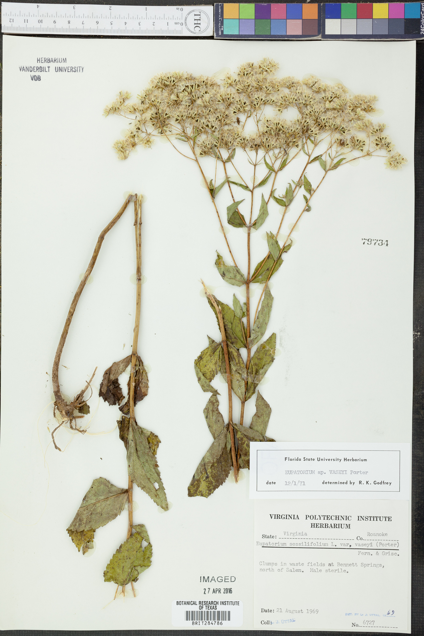 Eupatorium sessilifolium var. vaseyi image