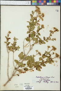 Eupatorium villosum image