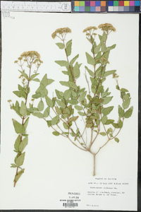 Eupatorium villosum image